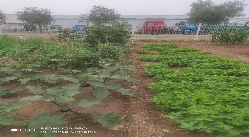 北京邢鋼焊網(wǎng)公司開展“最美菜園”評比活動